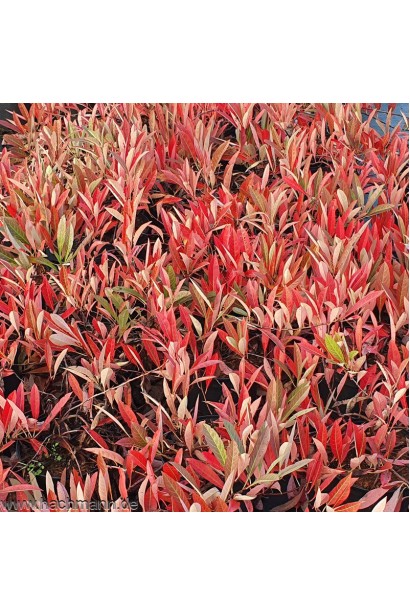 Слива приземиста Депресса на штамбі восени